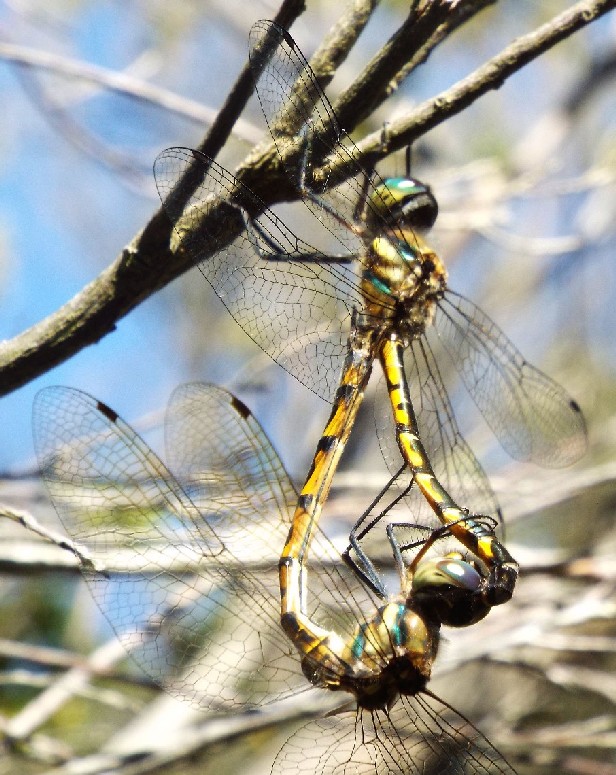 Libellule australiane